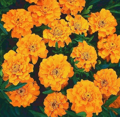 Tagetes studentenblumen - tagetes,
