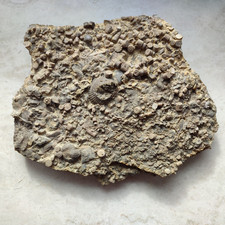 Muschelkalk disart. Seelilienstielglieder u. Muscheln -  FO:  Bölgenthal/BW