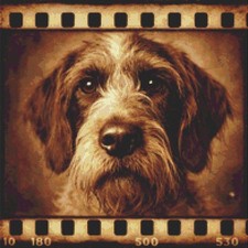 Korthals Griffon Welpe Hund