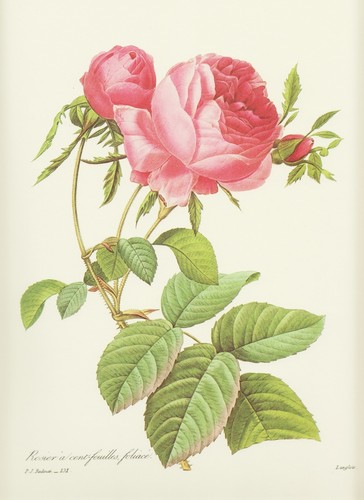 Rose centifolia zentifolie - centifolia,