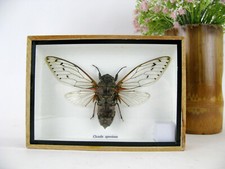 Ein echtes exotisches Insekt -