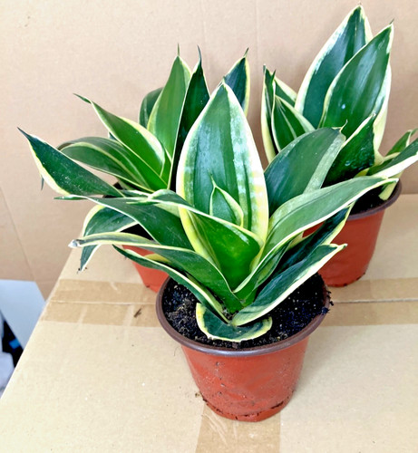 Bogenhanf sanseveria mini - sanseveria,