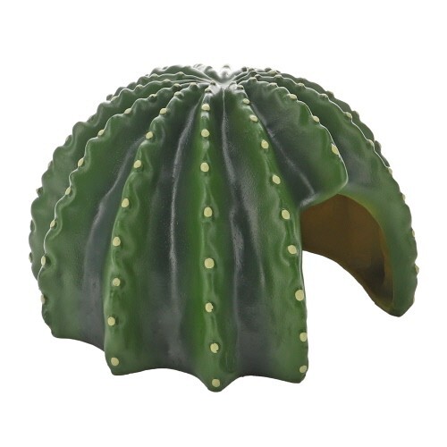 Hobby cactus home - home, 4