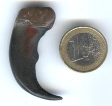 Bärenkralle Polyresin