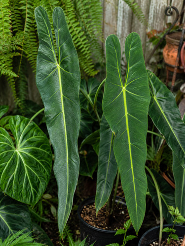 80002751 philodendron - 80002751,