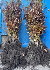 Rotbuche Fagus sylvatica 100-150cm 1Stk Hecke Heckenpflanzen Wurzelware