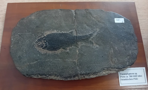 Fischfossil paramplypterus - fischfossil, sp