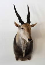 Eland Elen Antilope Schultermontage Antilope echtes Tierpräparat Südafrika #25