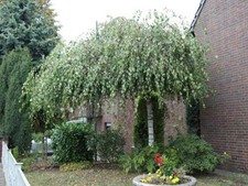 Trauerbirke - Hängebirke - Sandbirke - Weißbirke YOUNGII 160-170 cm im Container