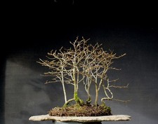 Bonsai outdoor winterhart