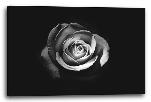 Wandbild nahaufnahme rose von - wandbild,
