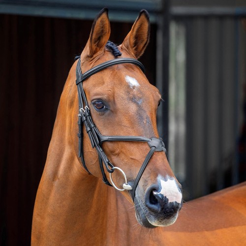 Shires lusso grackle - lusso,
