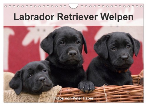 Labrador retriever welpen - labrador,