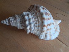 Tritonshorn charonia tritonis - tritonshorn,