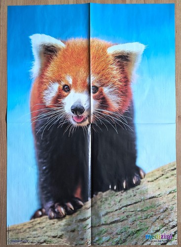 Tier poster kleiner - tier-poster, panda