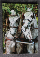 Postkarte Araber Pferd,Arabische Pferde,Tier,Tiere,Arab Horse,AK,Ansichtskarte