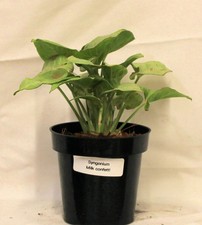 Syngonium Milk Confetti -