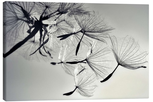 Leinwandbild pusteblume - leinwandbild,