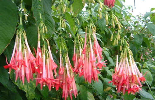 Fuchsien pflanze boliviana - pflanze, "f.
