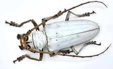 Cerambycidae, Rosenbergia