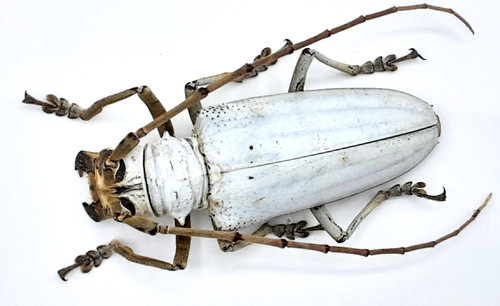 Cerambycidae rosenbergia - cerambycidae,,