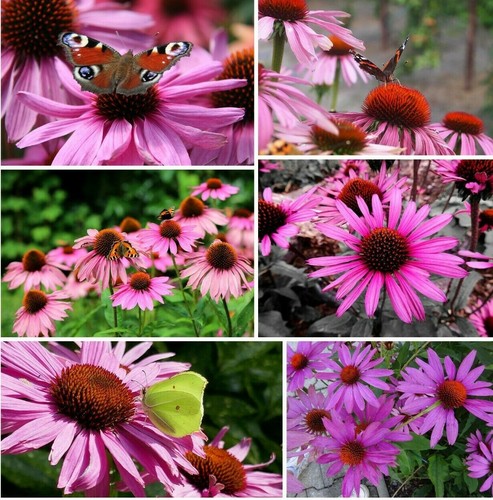 Roter sonnenhut echinacea - sonnenhut,