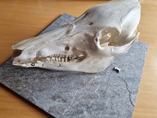 Wildschwein Knochen Schädel