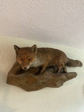 Ausgestopfter Fuchs
