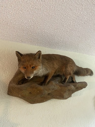 Ausgestopfter fuchs - ausgestopfter,