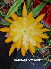 Epiphyllum Blattkakteen