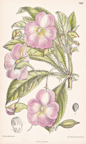 Impatiens oliveri africa blume - impatiens,