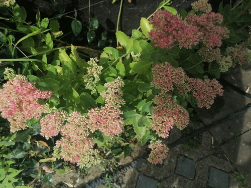Fette henne kleine - fette,
