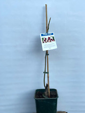 Walnuss 'Sychrov', veredelt, 40-50cm, 6 Liter Topf, rotfrüchtig