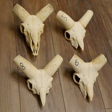 Mufflon (Ovis gmelini musimon)