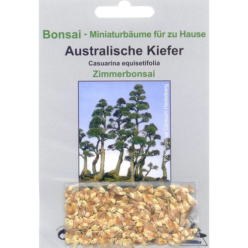 Bonsai 100 samen casuarina - -,