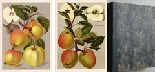 Obstbau/Pomologie -Müller/Bißmann Deutschlands Obstsorten Band Äpfel-Apfelsorten