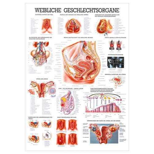 Weibliche geschlechtsorgane - weibliche,