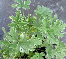 Duft-Pelargonie "Lady Plymouth"  Pfefferminz-Duft Geranie Menthol Pflanze
