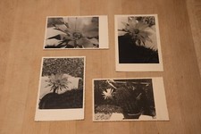 4 alte Foto Postkarten PK -