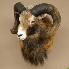 Mufflon + Schaf Bock