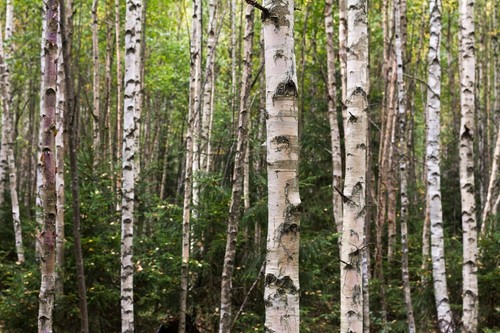 100 samen moor - birke, betula