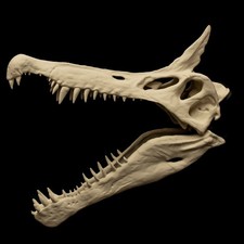 Spinosaurus Mirabilis Schädel