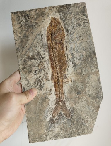 Urzeitliches fischfossil sehr - urzeitliches,