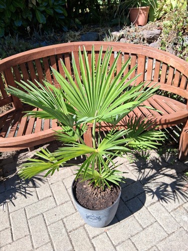 Trachycarpus wagnerianus - 1,