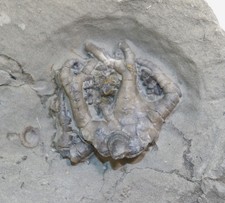 Crinoide, Onychocrinus