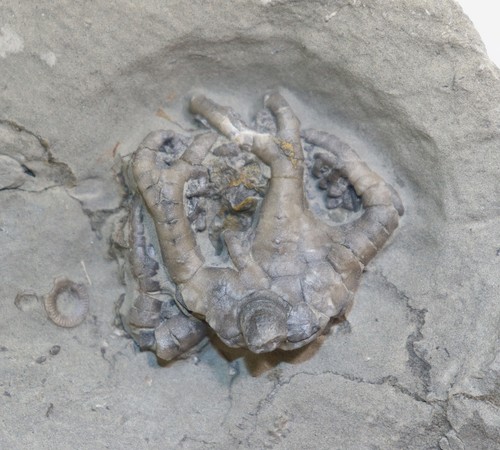 Crinoide onychocrinus - crinoide,,