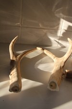 Hirschgeweih, Geweihabschnitte , Milu, Davidshirsch, Sammler ,Messergriff