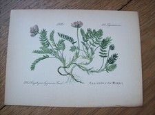 Chromo-Lithographie Flora