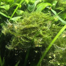 Christmas Moos  Wasserpflanze Aquarium Pflanzen Ableger 1 Stück ca. 7x7x7 cm