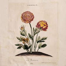 Ranunkel La Mexicaine Botanik